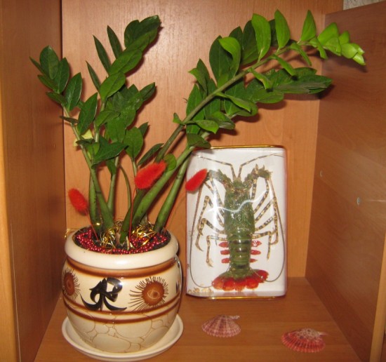 ��� ������� ������