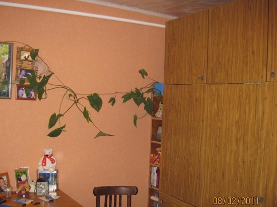 ����� ���