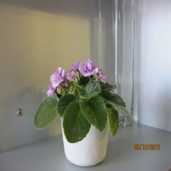 ������� ��������