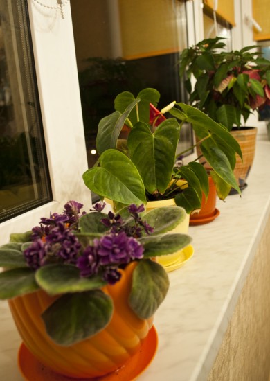 ����� (������ ����)