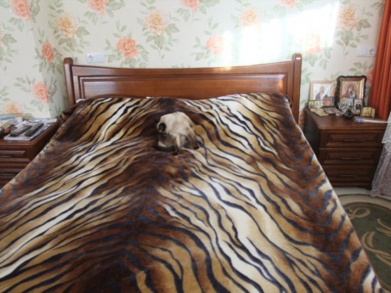 �������� ��������