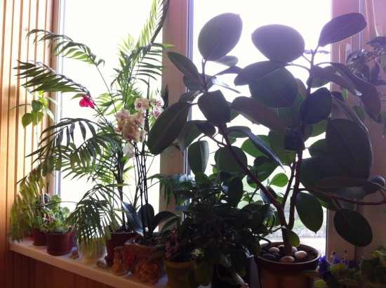 �� �����