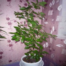 ������ � ����