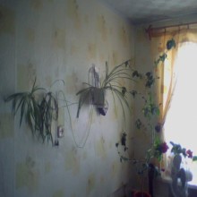 ������ ������