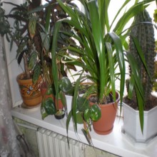 ����� �� �����������.