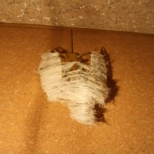 ����������� �������