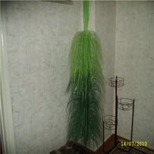 ��� ����� ���������