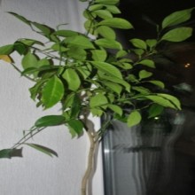 �������� ������