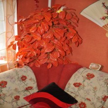 ������� ������