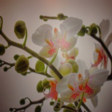 ������ ������ �������