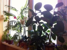 �� �����