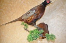 ������ �� �����