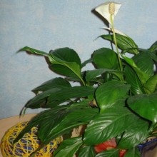 �������� ��������!